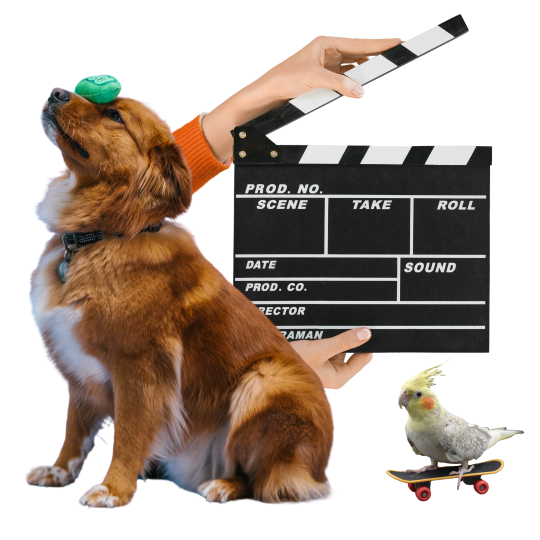 PetStarAcademyGraphic